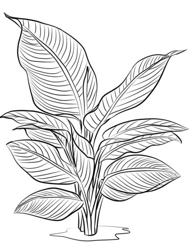 Heliconia Indica Coloring Page